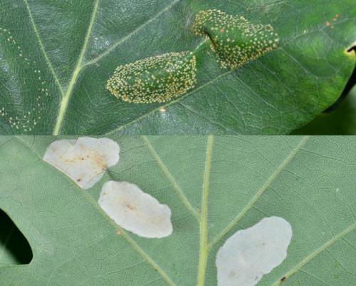 Phyllonorycter sp.